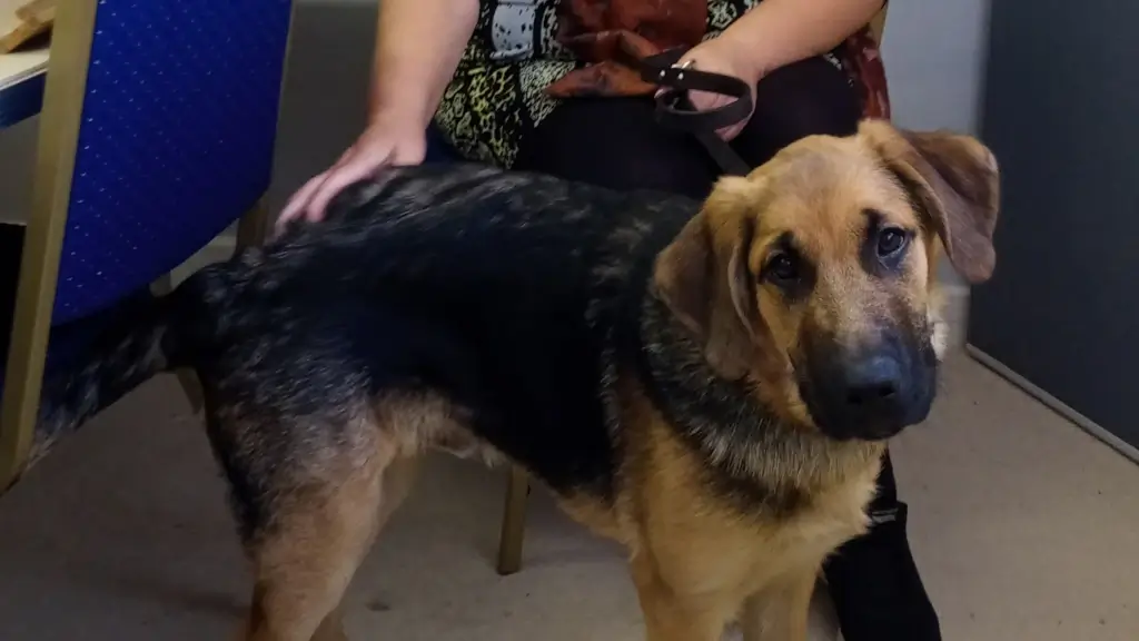 VTN Editor Judi Brazkiewicz with guide dog puppy Bunker